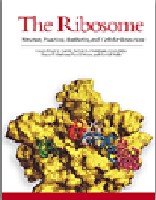 The Ribosome: Structure, Function, Antibiotics, and Cellular Interactions