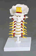 Flexible Cervical Vertebral Column