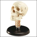 Budget Skull With Cervical Vertebrae