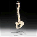 Budget Vertebral Column with Stand
