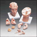 Head with Brain Model