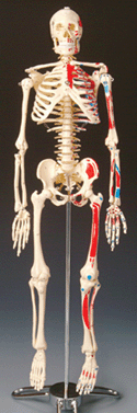 Painted Big Tim Skeleton