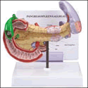 Pancreas, Spleen and Gallbladder Model