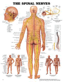 Spinal Nerves Anatomical Chart Laminated