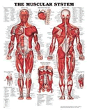 Muscular System Anatomical Chart Laminated