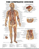Lymphatic System Anatomical Chart Laminated