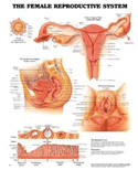 Female Reproductive System Anatomical Chart Laminated