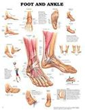Foot and Ankle Anatomical Chart Paper Unmounted Paper Chart