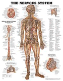 Nervous System Anatomical Chart Laminated