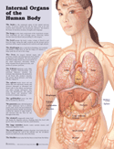 Internal Organs of the Human Body Anatomical Chart Laminated