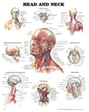 Head and Neck Anatomical Chart Laminated