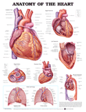 Anatomy of the Heart Anatomical Chart Paper Unmounted Paper Chart