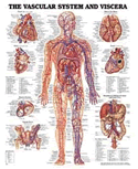 Vascular System and Viscera Anatomical Chart Plastic Styrene Styrene