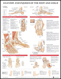 Anatomy and Injuries of the Foot and Ankle Laminated