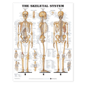 Skeletal System Anatomical Chart Paper Unmounted Paper Chart