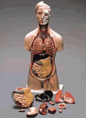 Classic Sexless Torso