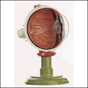 Eye Model