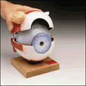 King-size Eye Model