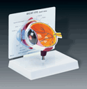 Cutaway Eye Model