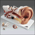Four-Part Ear Model