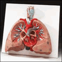 Lungs With Heart Model