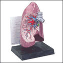 Right Lung Model