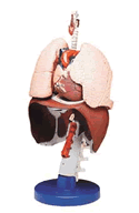 Respiratory Organs Model