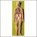 Clinical Imaging of the Small Intestine