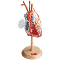Heart of America Model Plus™ with Coronary Bypasses