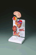 Hypertension Model