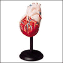 Giant Hands-on Heart Model