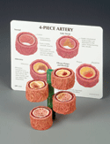 Four-Piece Artery Model