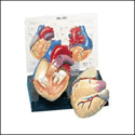 Cutaway Heart Model
