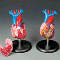 Budget Life-size Heart Model