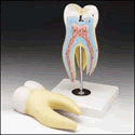 Giant Molar Model