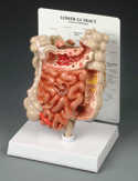 Lower GI Tract Model
