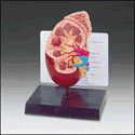 Basic Kidney Model