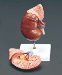 Human Kidney and Adrenal Gland