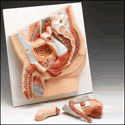 Male Pelvic Section Model