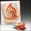 Female Pelvic Section Model