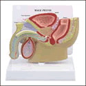 Male Pelvis Section Model