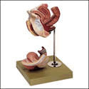 Female Genital Organs