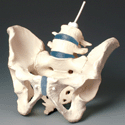 Male Pelvis Model