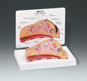 Breast Cross-Section Model