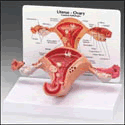 Uterus/Ovary Model with Pathologies