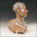 Human Half Head