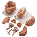Deluxe Brain With Arteries