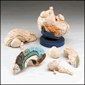 Color-coded Eight-Part Brain Model