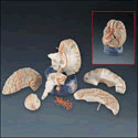 Deluxe Eight-Part Brain with Arteries Model