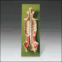 Spinal Cord in the Spinal Canal Model